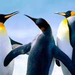 cropped-Penguins.jpg